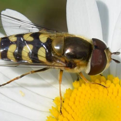 Scaeva dignota
